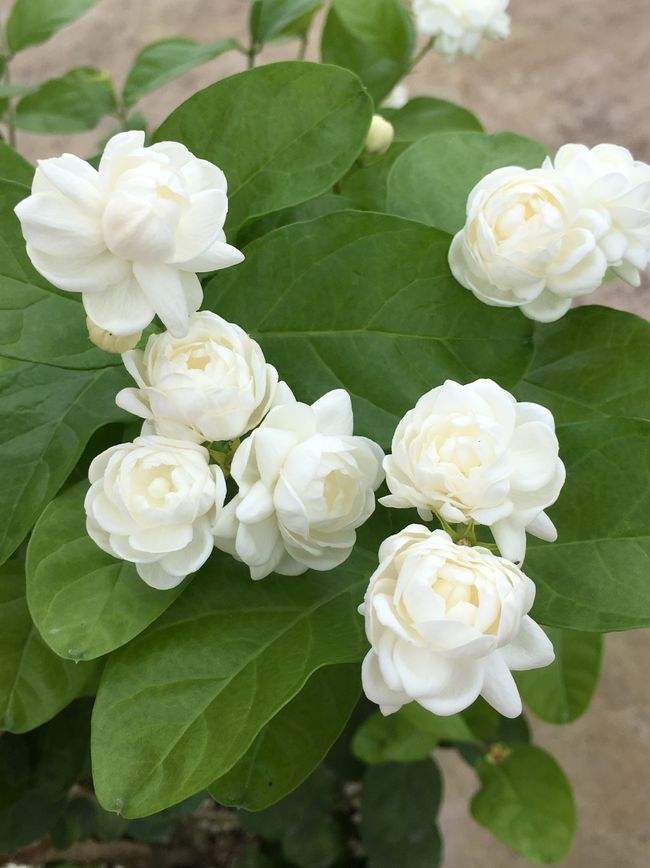 桂花是哪個(gè)城市的市花，開(kāi)花季節，桂花是哪個(gè)季節開(kāi)花?