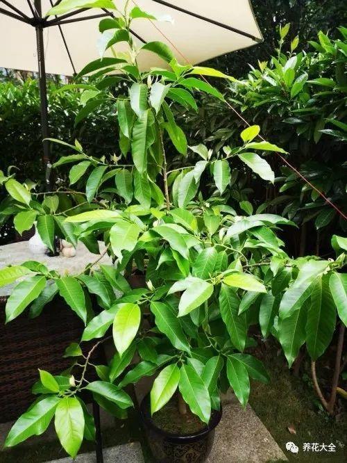 白蘭花什么時(shí)候開(kāi)花，地栽白蘭花過(guò)冬?