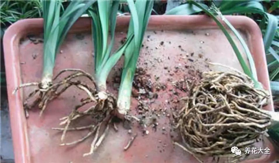 茶梅怎么扦插，茶梅扦插生根最快方法?