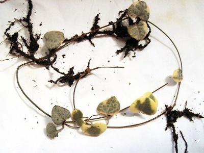 怎么讓愛(ài)之蔓爆盆，怎么扦插，愛(ài)之蔓錦怎么爆盆?