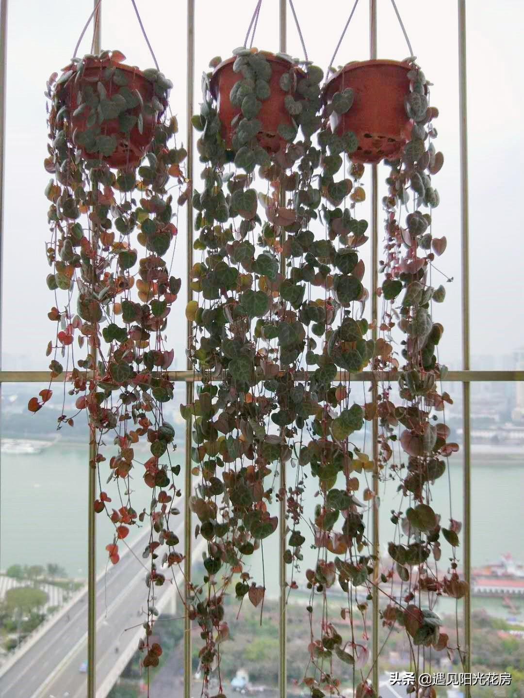 愛(ài)之蔓開(kāi)花嗎，開(kāi)花蔓 范?