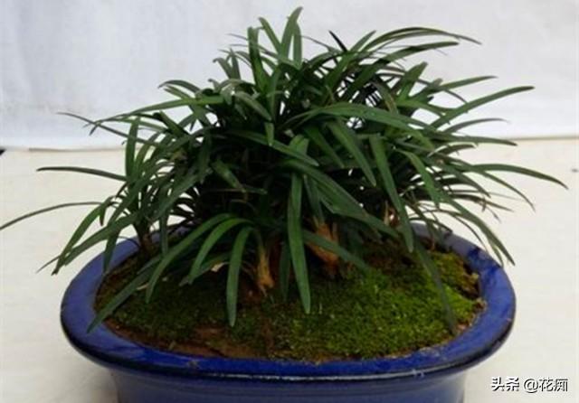 菖蒲盆景怎么過(guò)冬?，新手如何養菖蒲?