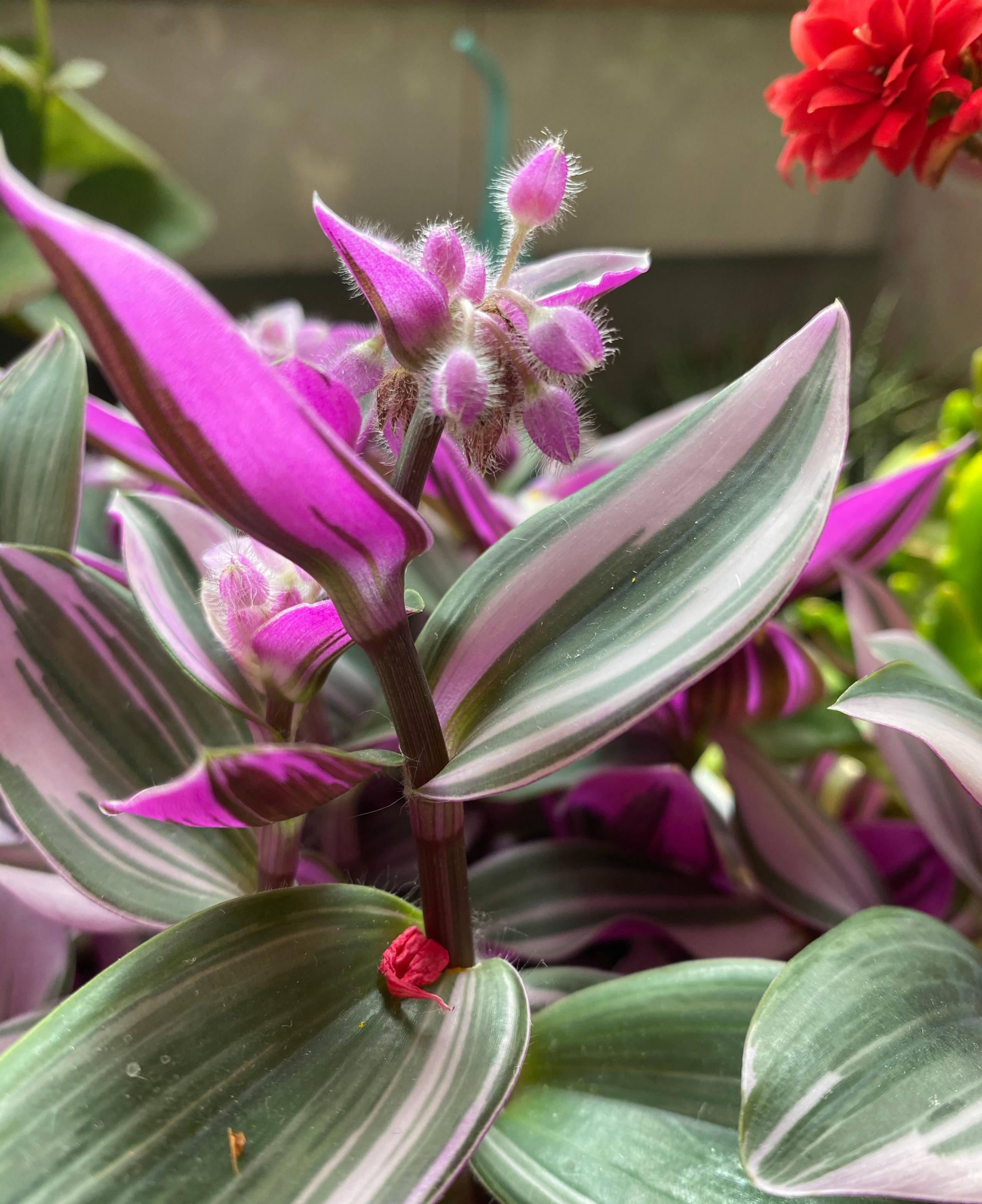 油畫(huà)吊蘭怎么養，怎么扦插，吊蘭扦插方法圖解?