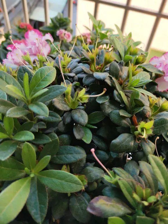 長(cháng)壽花花謝后如何修剪，怎么處理，杜鵑花花謝后怎樣修剪?