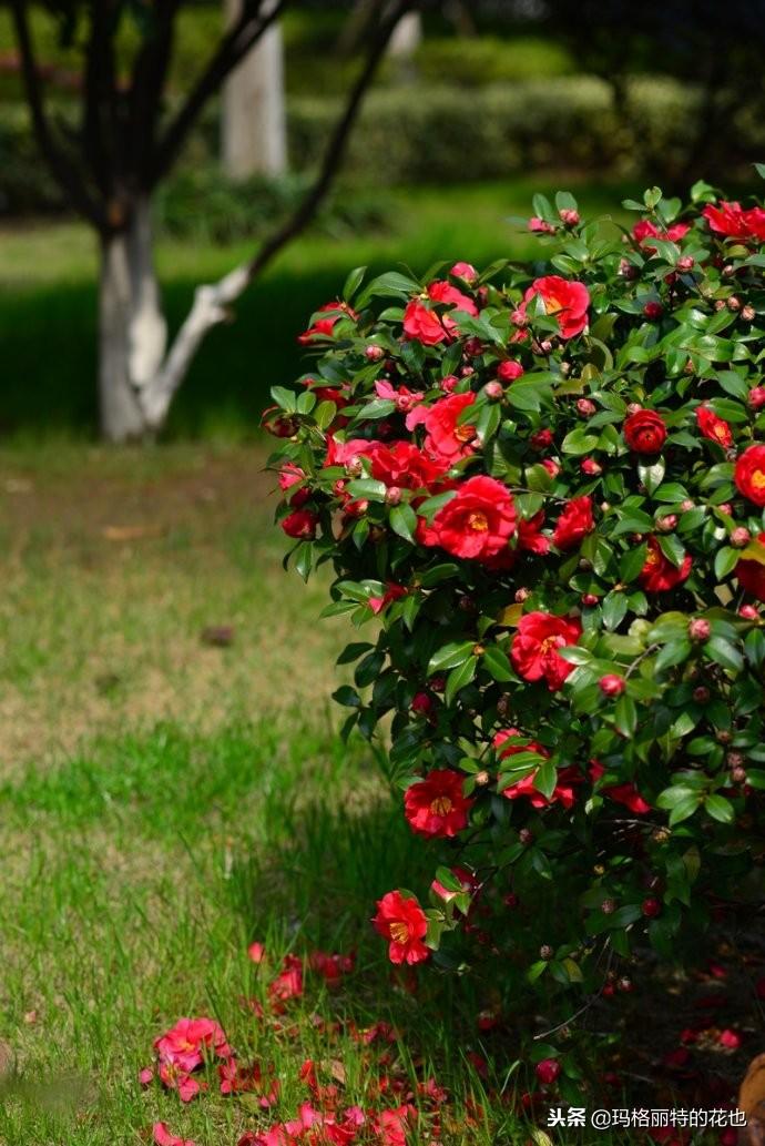 如何使茶梅在圣誕開(kāi)花，茶梅開(kāi)白花怎么辦?