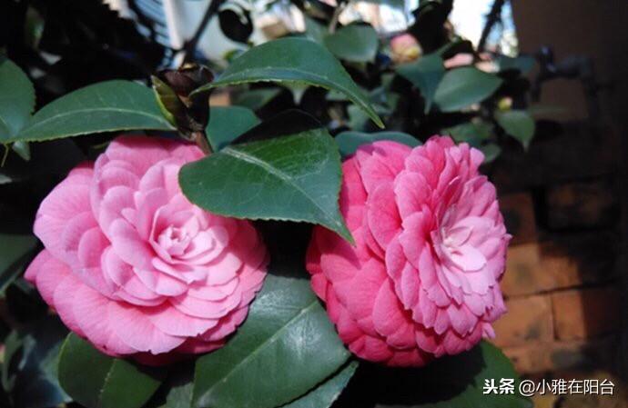 茶花澆水的正確方法，茶花澆水多了怎么補救，茶花的澆水技巧?