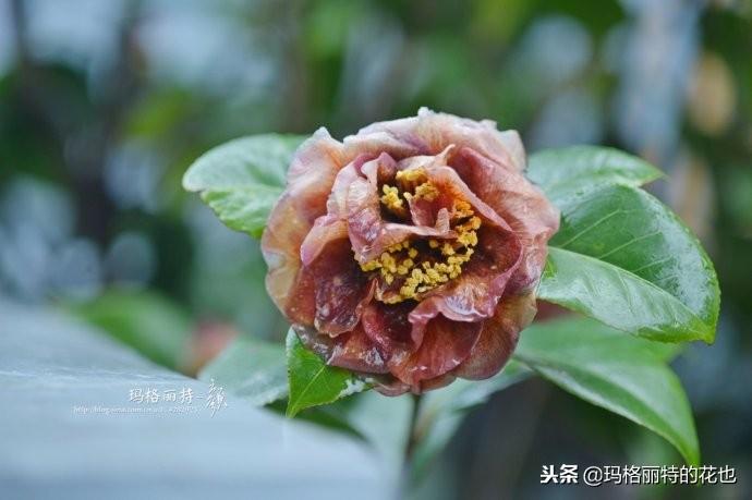 如何使茶梅在圣誕開(kāi)花，茶梅開(kāi)白花怎么辦?
