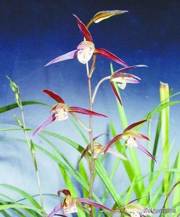 寒蘭開(kāi)花養護，寒蘭幾月開(kāi)花?