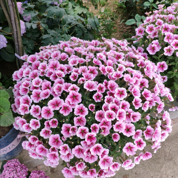 百萬(wàn)小鈴的扦插方法，小木槿扦插多久生根?