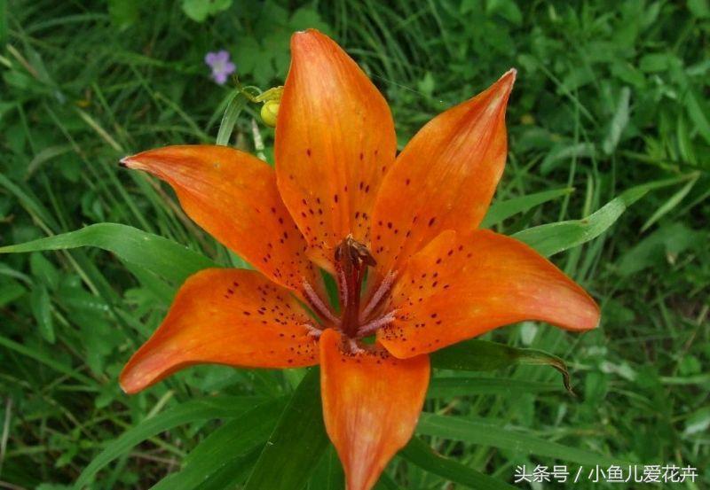 百合開(kāi)花之后怎么處理，百合一年開(kāi)花幾次，如何讓百合分叉多開(kāi)花?