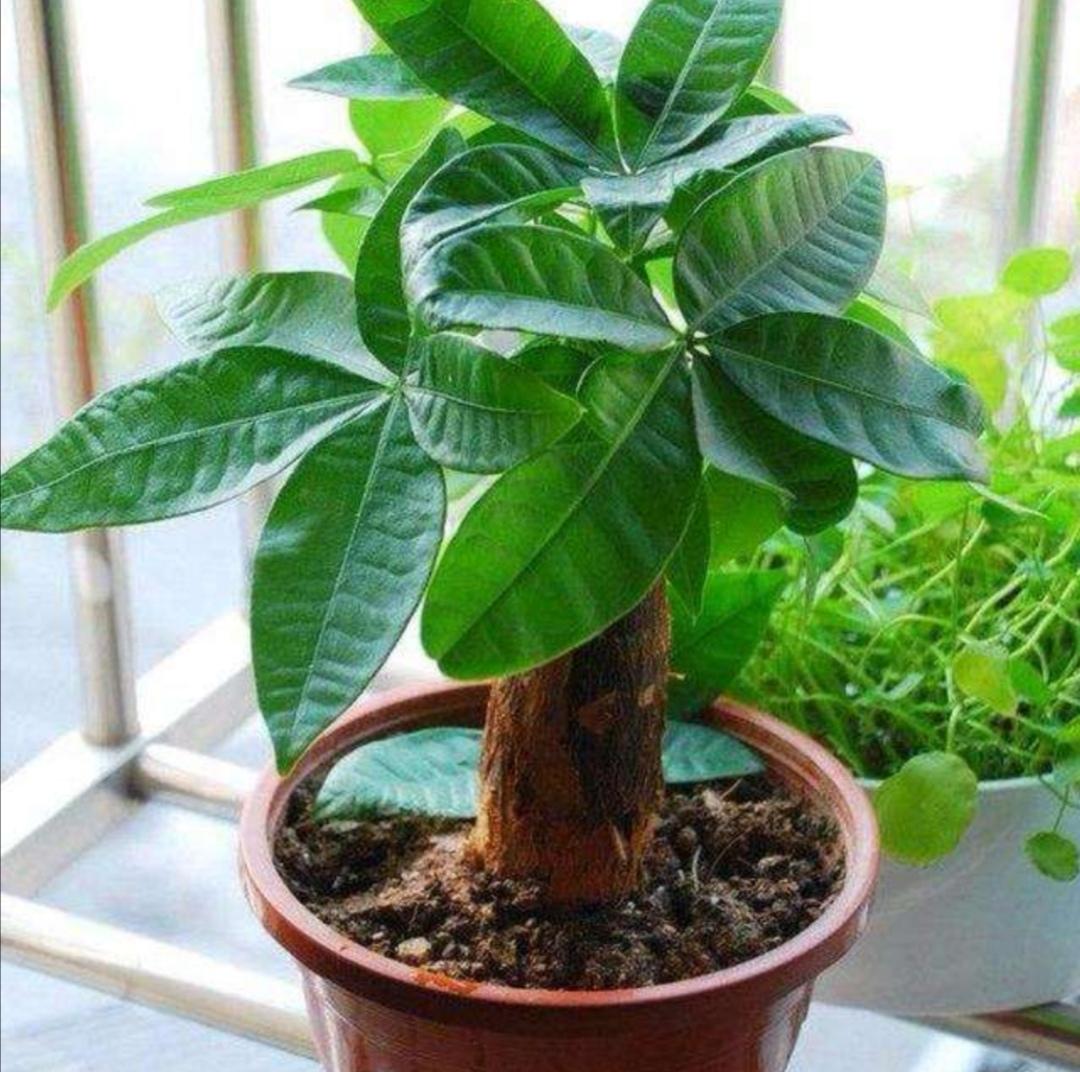 發(fā)財樹(shù)怎么過(guò)冬，葉子發(fā)黃是怎么回事，發(fā)財樹(shù)葉子發(fā)黃怎么救?