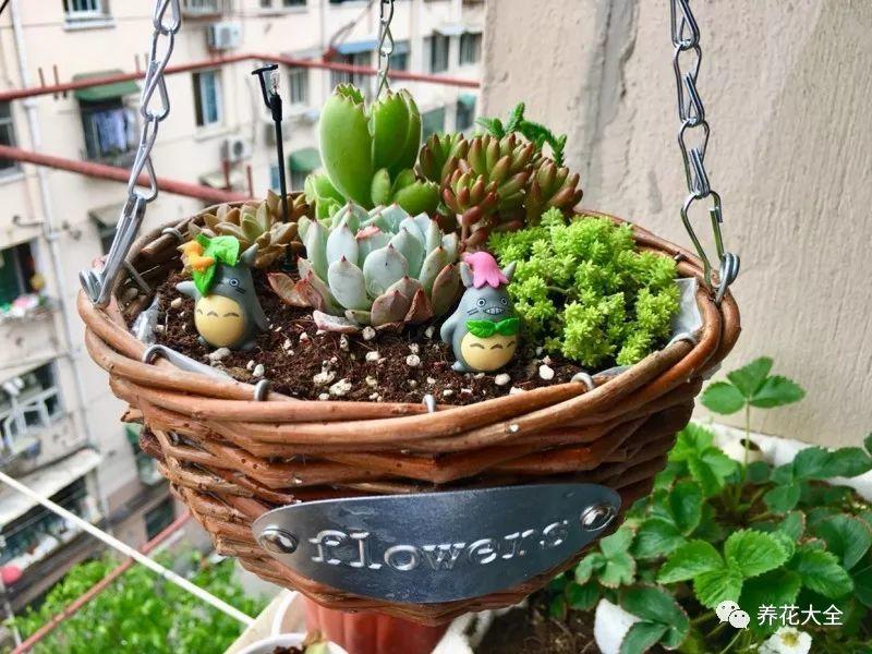 百萬(wàn)小鈴的繁殖方法，什么時(shí)候扦插，金魚(yú)吊蘭的扦插方法和注意事項?