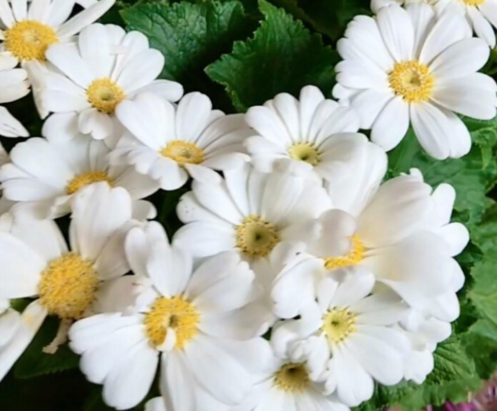 瓜葉菊什么時(shí)候開(kāi)花，瓜葉菊一年能開(kāi)幾次花?