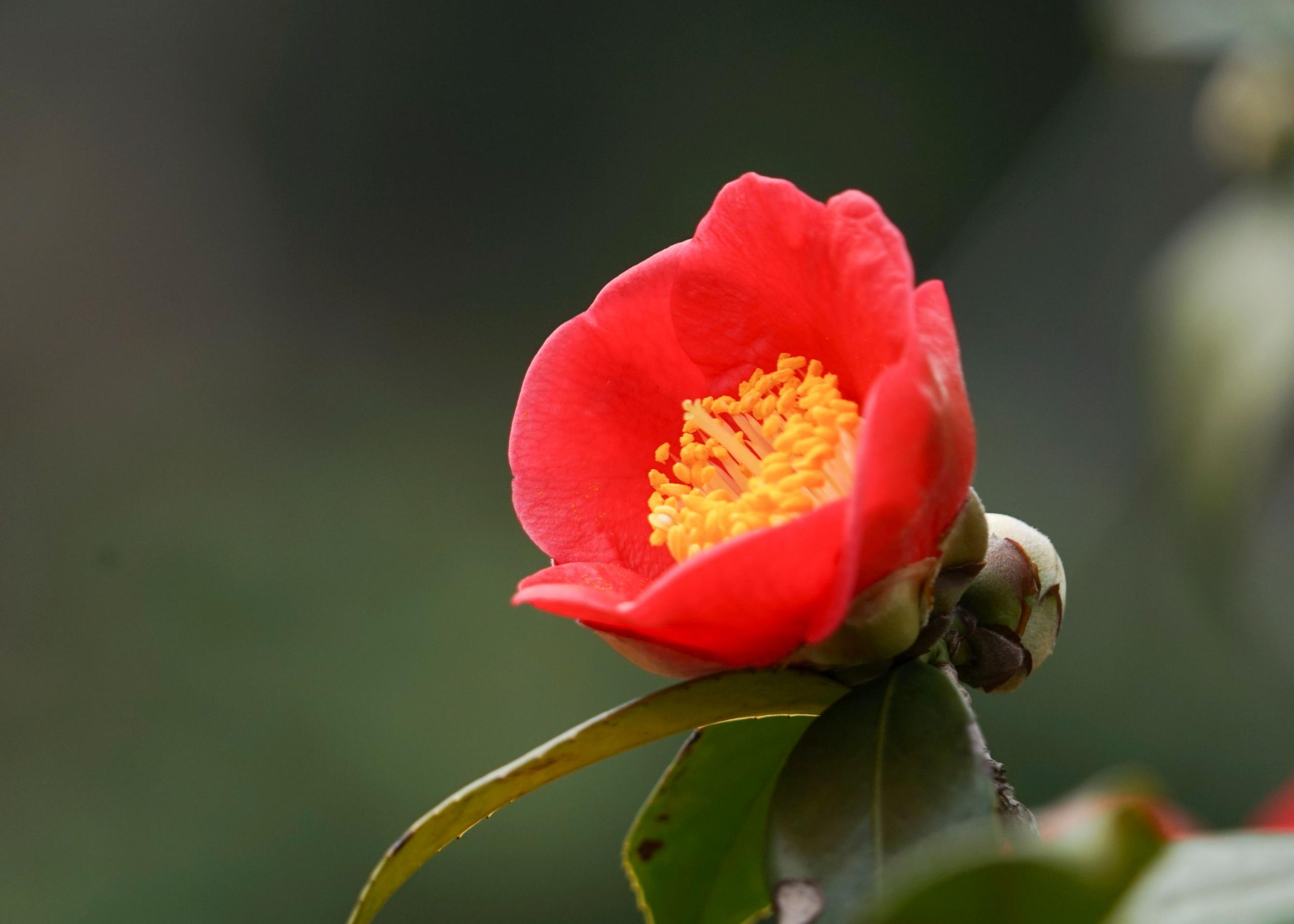 桂花是哪個(gè)城市的市花，開(kāi)花季節，桂花是哪個(gè)季節開(kāi)花?