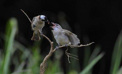白頭翁的繁殖方法，白頭翁怎么分公母?