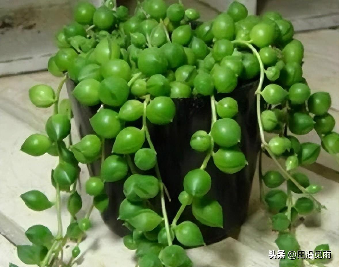 魚(yú)嘴吊蘭怎么養殖方法，怎么施肥，小嘴魚(yú)能養殖嗎?