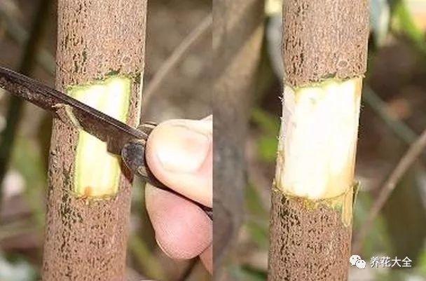 茶梅怎么扦插，茶梅扦插生根最快方法?