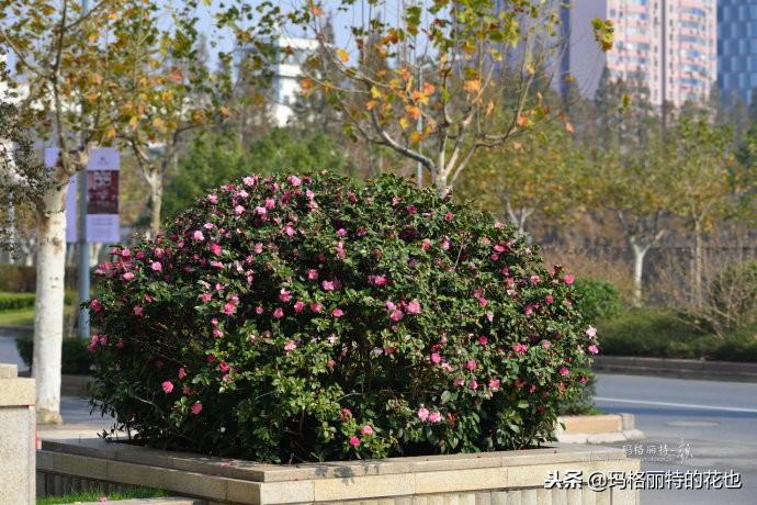 如何使茶梅在圣誕開(kāi)花，茶梅開(kāi)白花怎么辦?