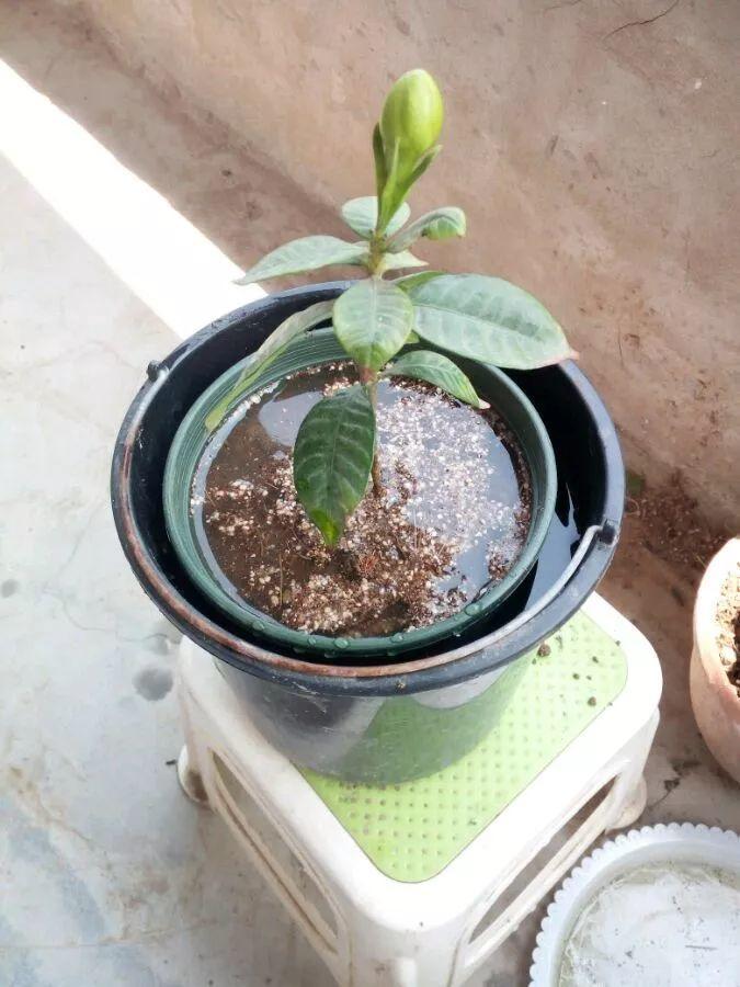 茶花壓條多久生根，空中壓條繁殖技術(shù)，臘梅壓條繁殖時(shí)間?