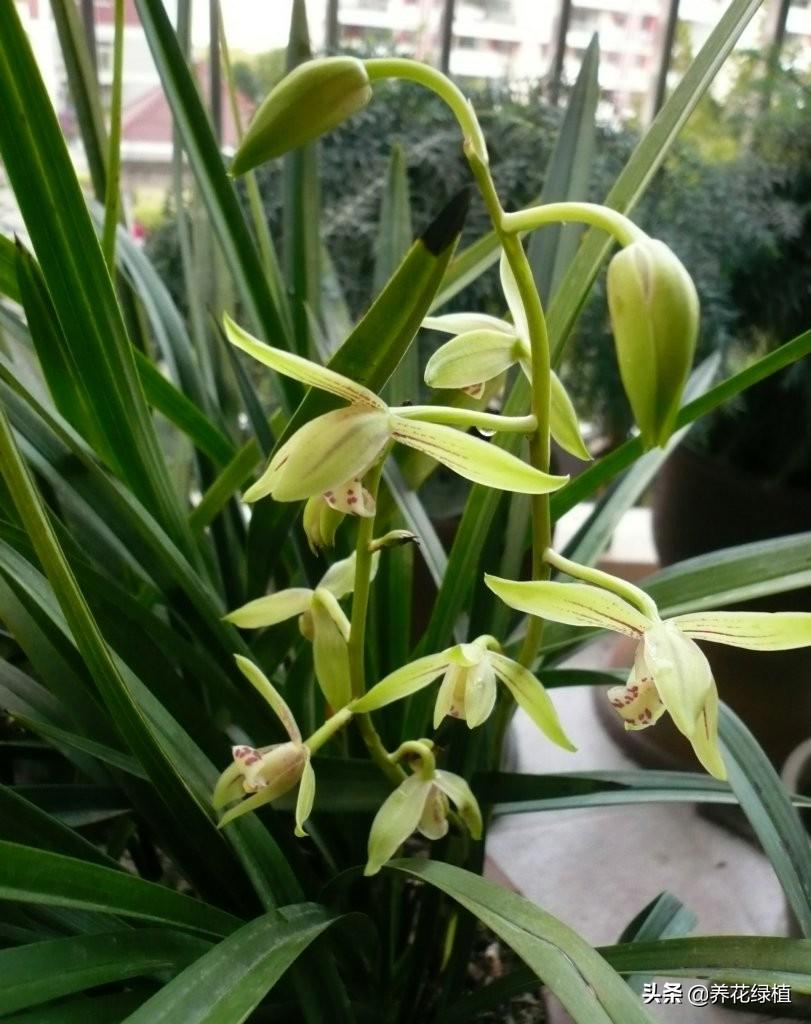 寒蘭開(kāi)花養護，寒蘭幾月開(kāi)花?