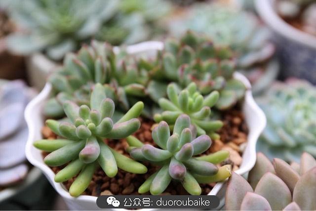 多肉白鳥(niǎo)怎么施肥，白鳥(niǎo)多肉爆盆?