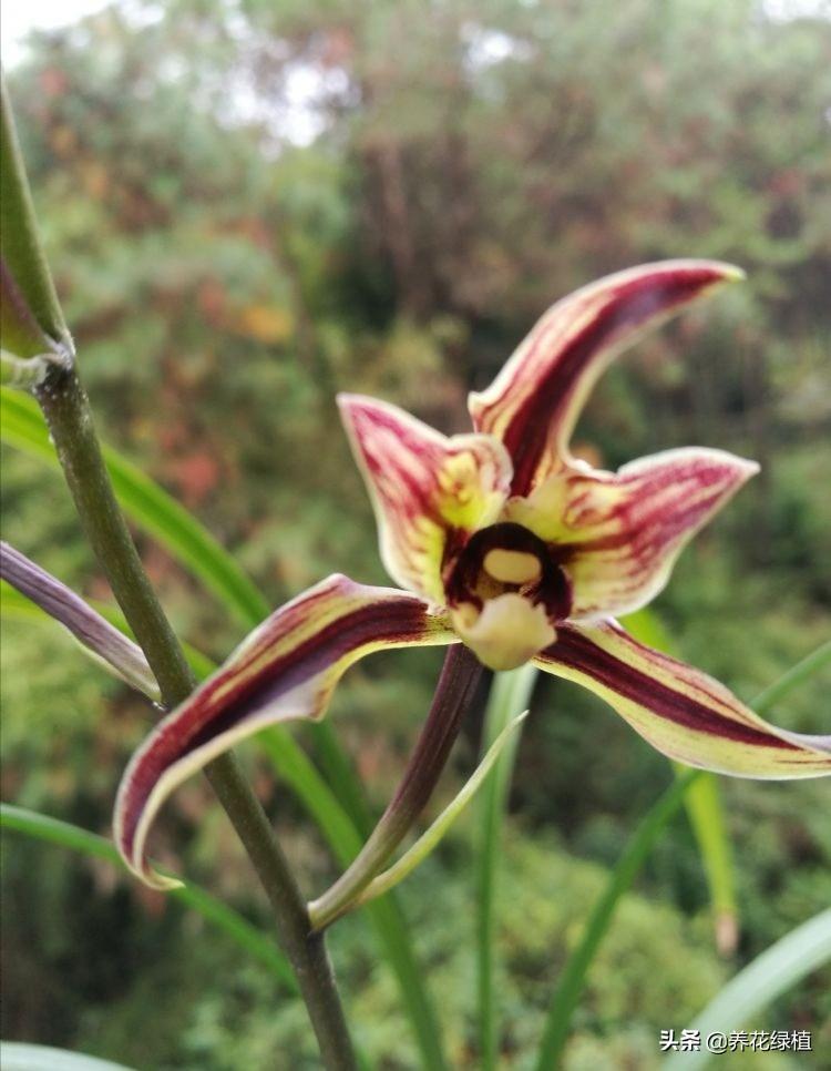 寒蘭開(kāi)花養護，寒蘭幾月開(kāi)花?