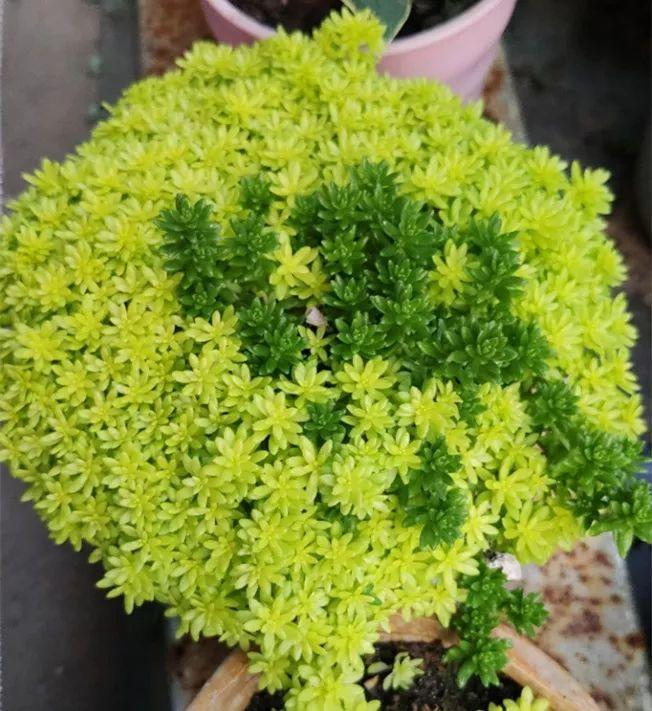 薄雪萬(wàn)年草怎么過(guò)冬，薄雪萬(wàn)年草和佛甲草區別?