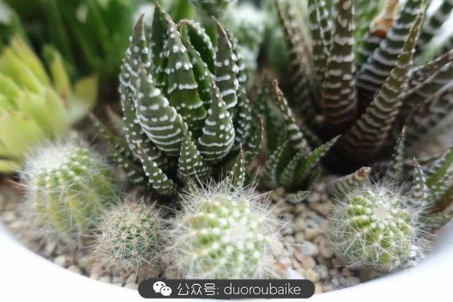 多肉白鳥(niǎo)怎么施肥，白鳥(niǎo)多肉爆盆?