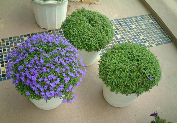 百萬(wàn)小鈴的扦插方法，小木槿扦插多久生根?