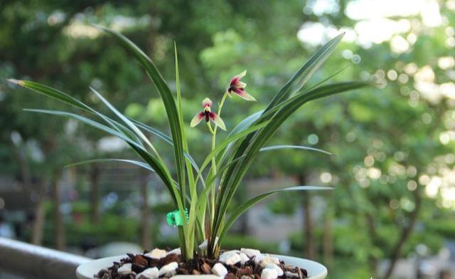 春蘭怎么施肥，春蘭施什么肥比較好?