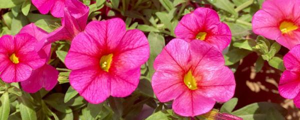 百萬(wàn)小鈴怎么過(guò)冬，下面葉子枯萎怎么辦，百萬(wàn)小鈴葉子干枯是什么原因?