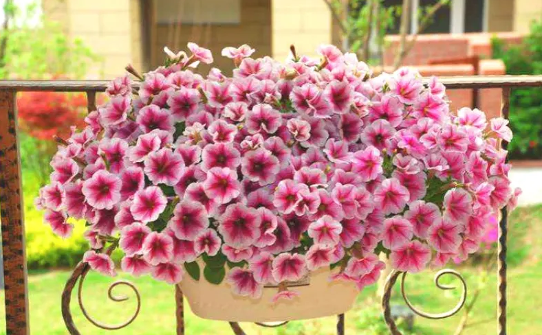 百萬(wàn)小鈴什么時(shí)候開(kāi)花，小木槿要多大花盆栽?