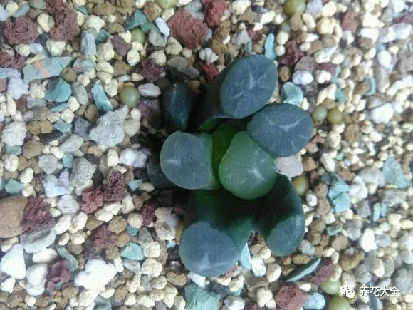 冰燈玉露怎么繁殖，冰燈玉露怎么爆盆?