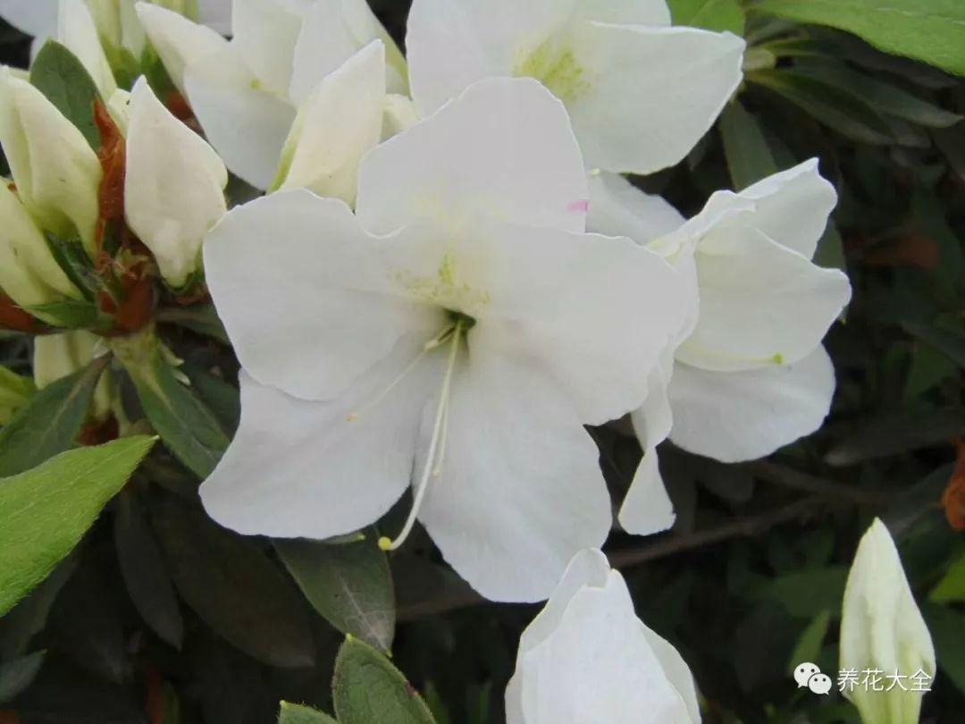 怎么讓杜鵑花開(kāi)花，開(kāi)花前用什么肥，什么肥能讓花卉快速生長(cháng)?