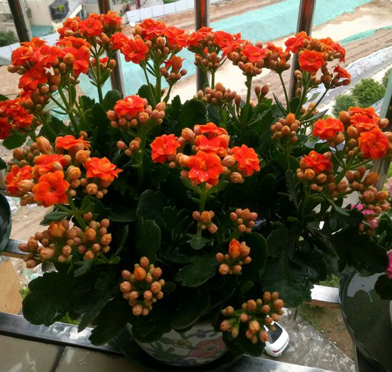 長(cháng)壽花怎么養才能開(kāi)花，不開(kāi)花是什么原因呢，如何讓長(cháng)壽花爆盆開(kāi)花?