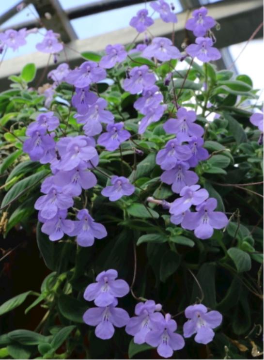 百合沒(méi)有陽(yáng)光能開(kāi)花嗎，花期需要曬太陽(yáng)嗎，什么花常年開(kāi)花又耐陰?