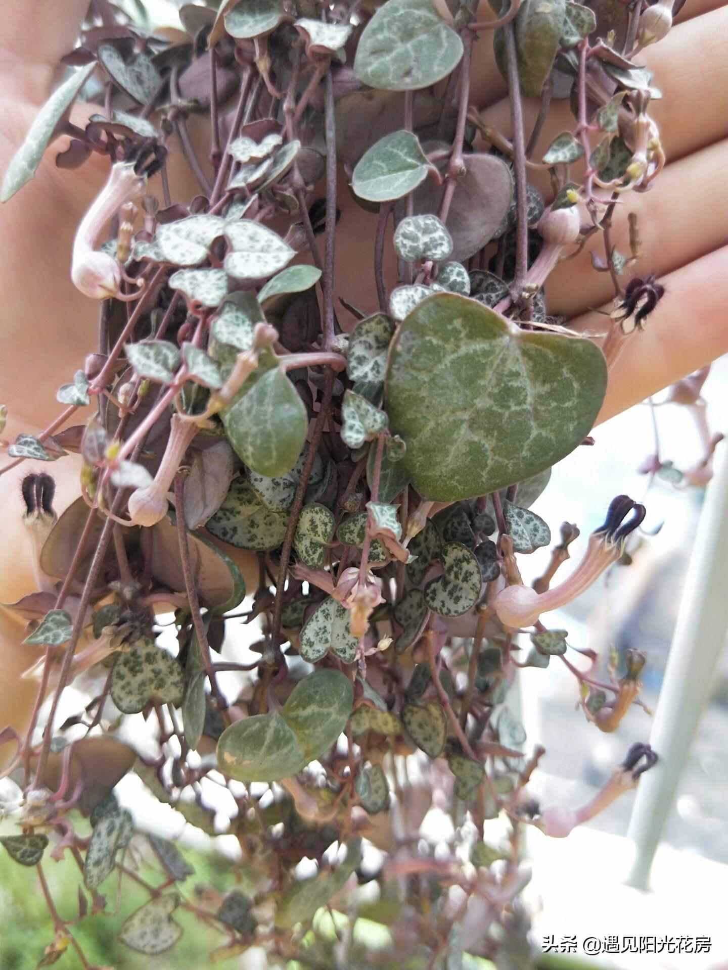 愛(ài)之蔓開(kāi)花嗎，開(kāi)花蔓 范?