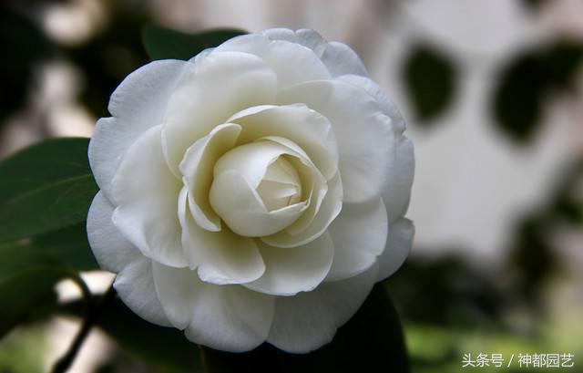 如何使茶梅在元旦開(kāi)花，茶梅開(kāi)白花怎么辦?