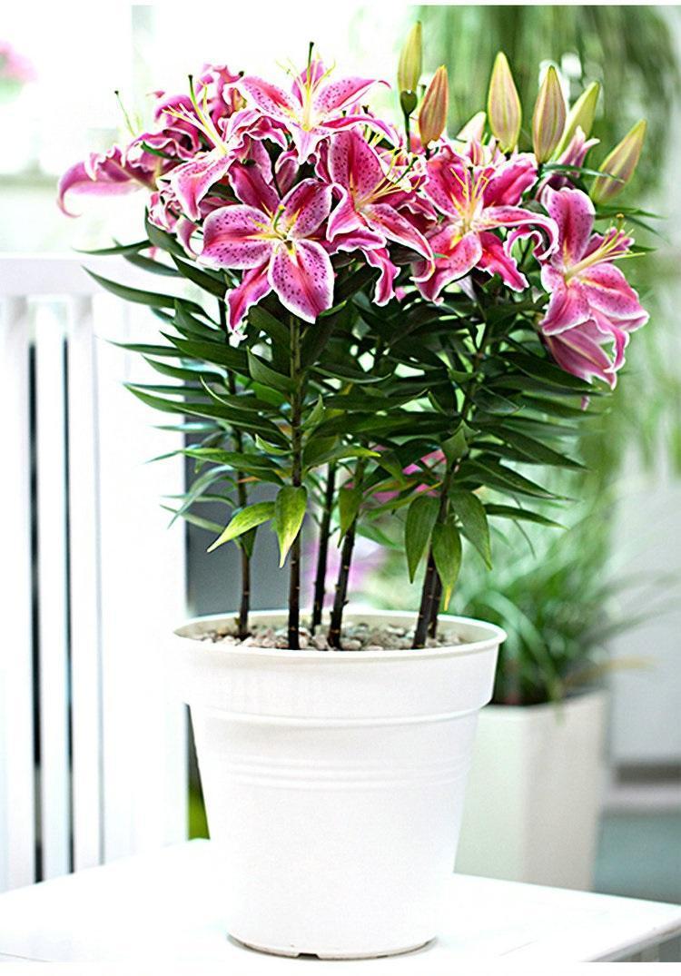 百合花長(cháng)太高怎么處理，百合徒長(cháng)能導致不開(kāi)花嗎，百合打頂圖解?