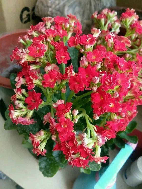 長(cháng)壽花花謝后如何修剪，怎么處理，杜鵑花花謝后怎樣修剪?