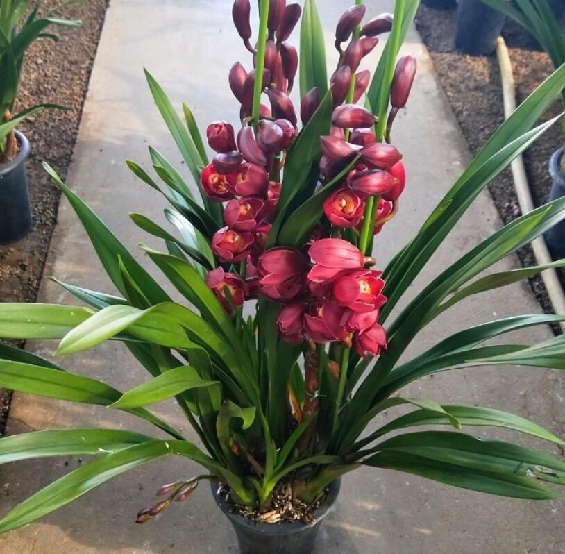 大花蕙蘭掉花苞怎么辦，有花苞了怎么澆水，大花蕙蘭有花苞了怎么澆水?