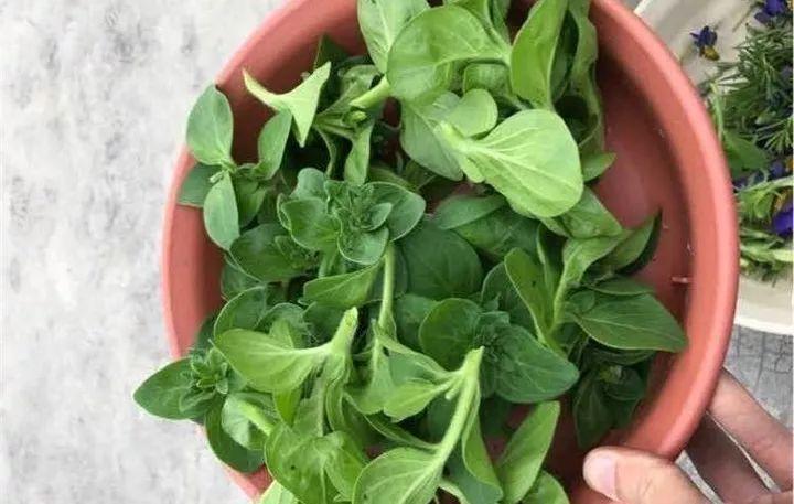 矮牽牛在什么季節開(kāi)花，矮牽牛開(kāi)花后要打頂嗎?