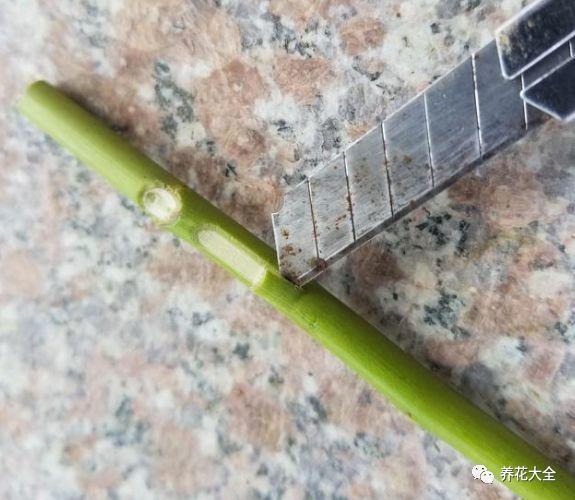 茶梅怎么扦插，茶梅扦插生根最快方法?