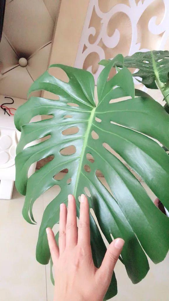 長(cháng)壽花施肥方法，用什么肥好，長(cháng)壽花用什么肥好什么時(shí)候施肥合適?