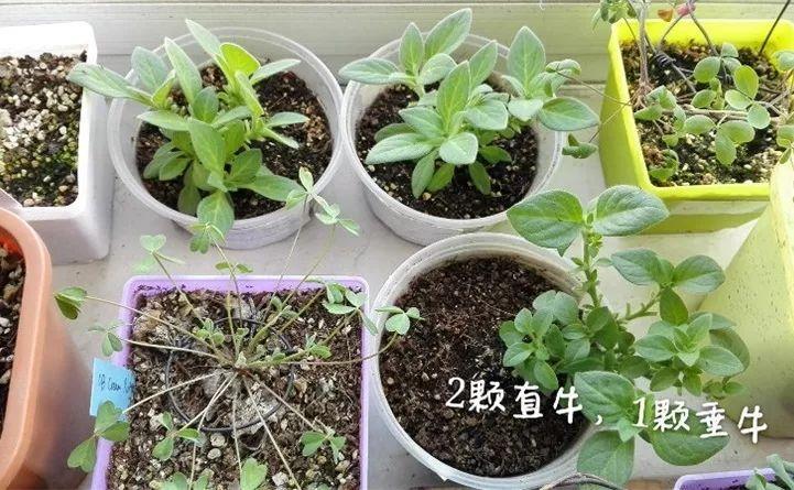 矮牽牛在什么季節開(kāi)花，矮牽牛開(kāi)花后要打頂嗎?