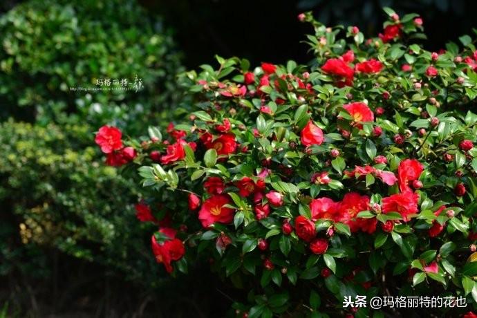 如何使茶梅在圣誕開(kāi)花，茶梅開(kāi)白花怎么辦?