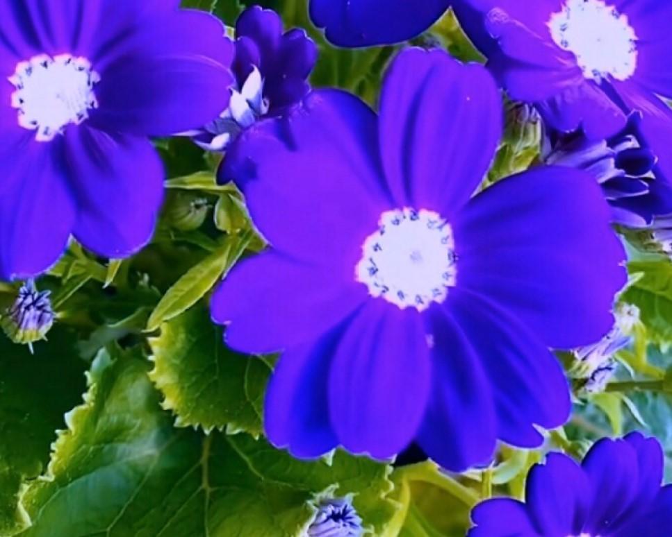 瓜葉菊什么時(shí)候開(kāi)花，瓜葉菊一年能開(kāi)幾次花?