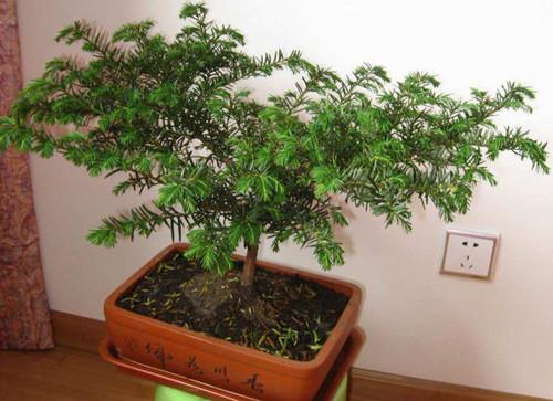 紅豆杉盆景修剪方法，紅豆杉怎么修剪樹(shù)形?