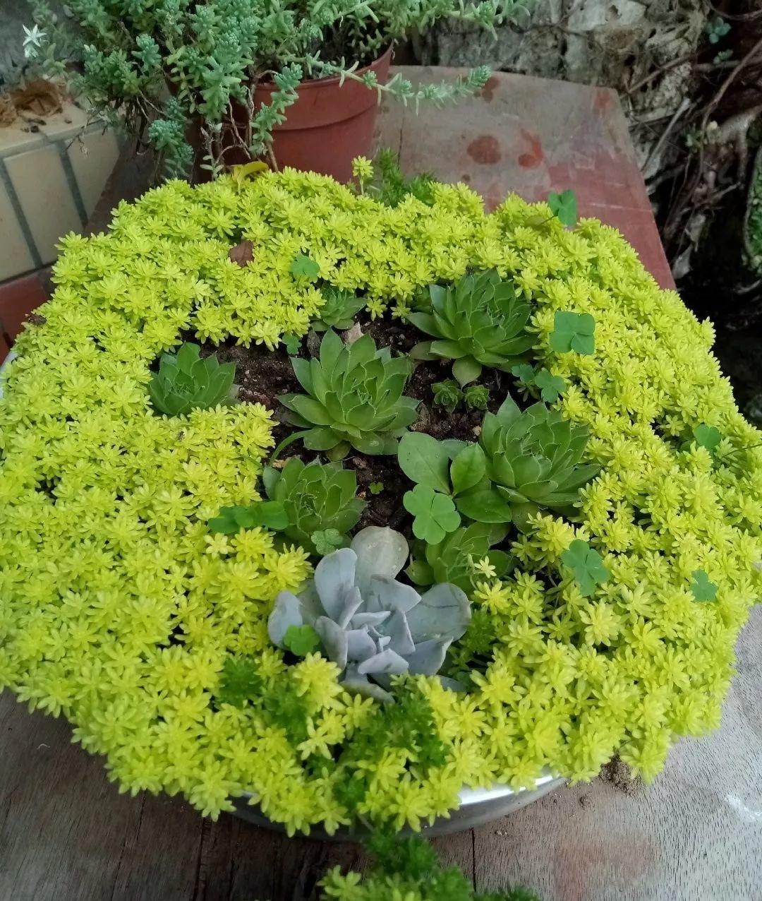 薄雪萬(wàn)年草怎么過(guò)冬，薄雪萬(wàn)年草和佛甲草區別?