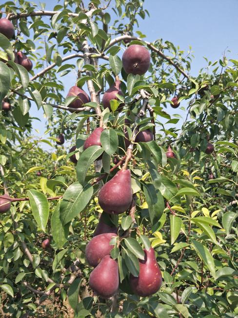 紅啤梨怎么催熟變軟，紅啤梨怎么放軟